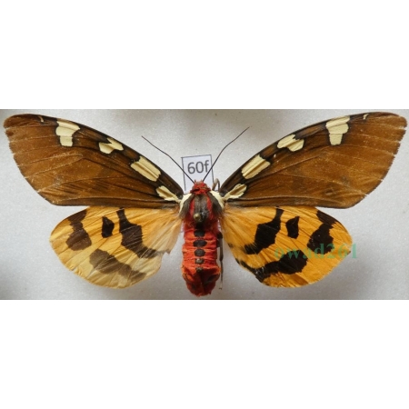 Pericallia matronula (Linnaeus, 1758) female Niedźwiedziówka krasa Poland60f